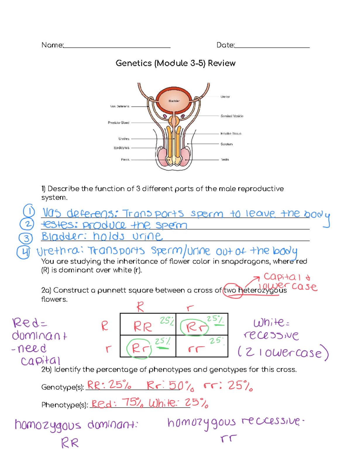 Genetics Review: Module 3-5 Study Guide and Answers - Name