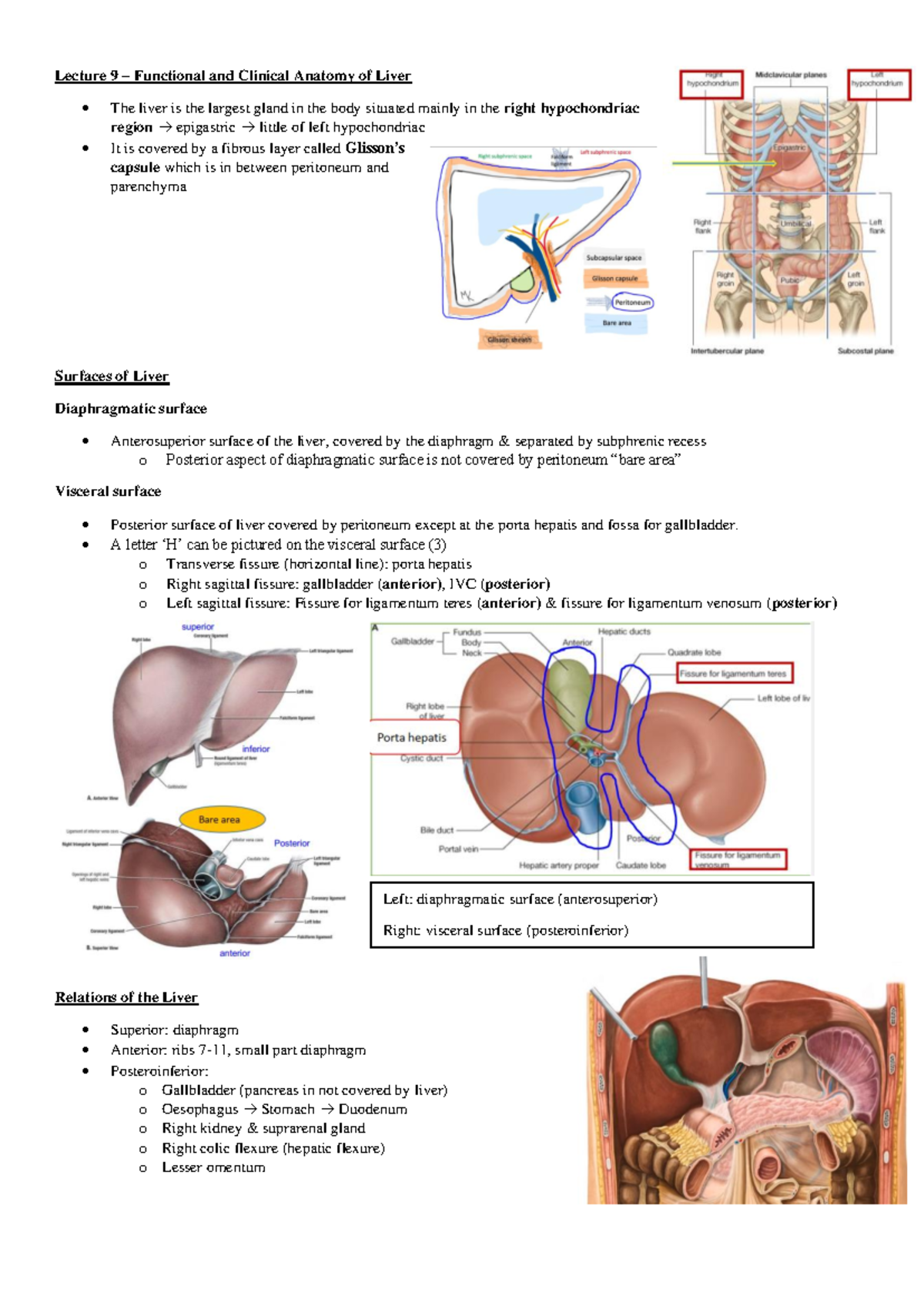 Lecture 9: Functional & Clinical Anatomy of the Liver - Studocu