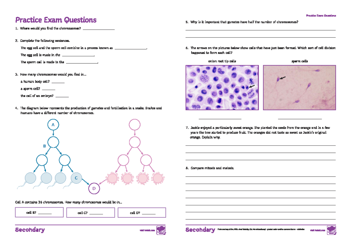 Meiosis & Mitosis Practice Exam Qs for Bio 101 Final Exam - Studocu