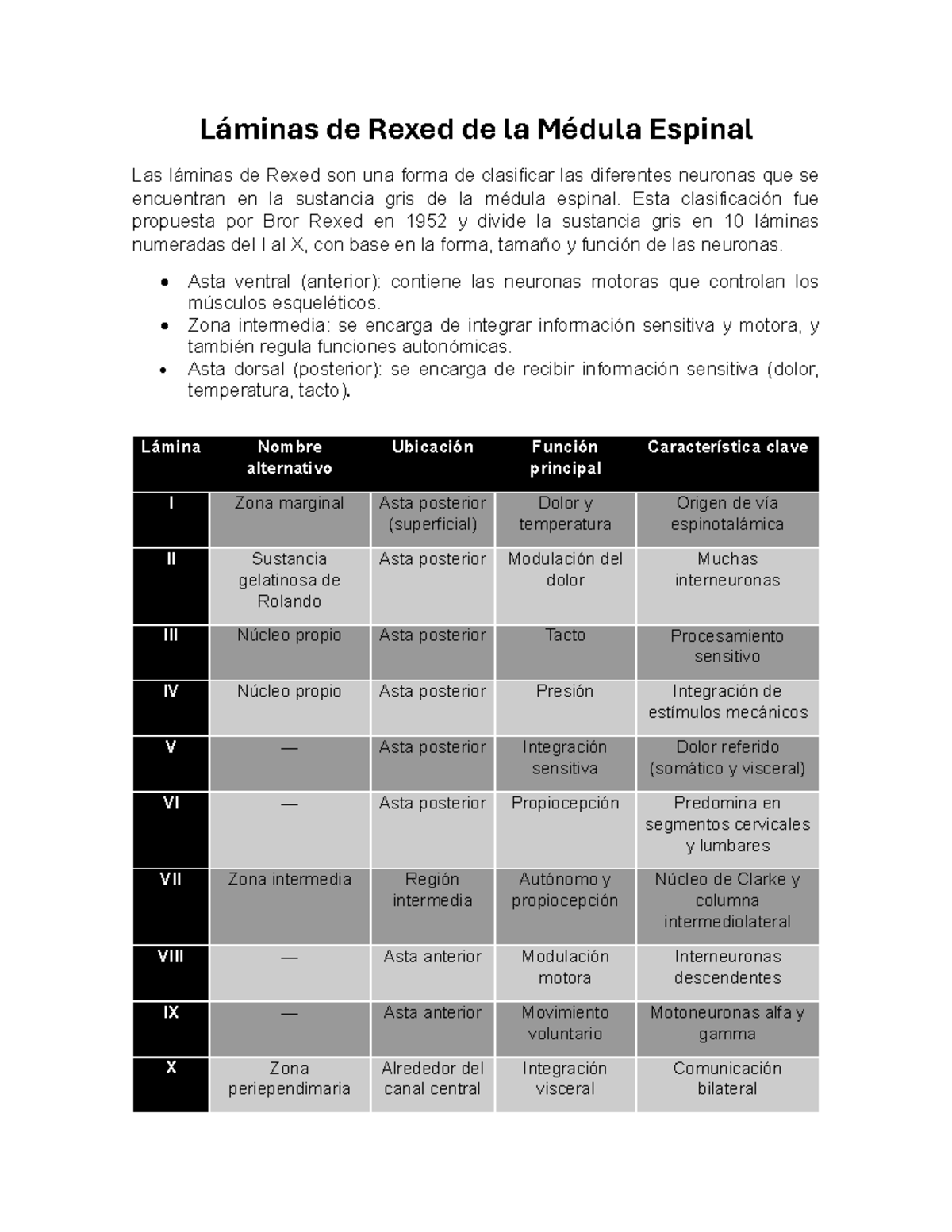 Láminas de Rexed de la Médula Espinal: Clasificación y Funciones - Studocu