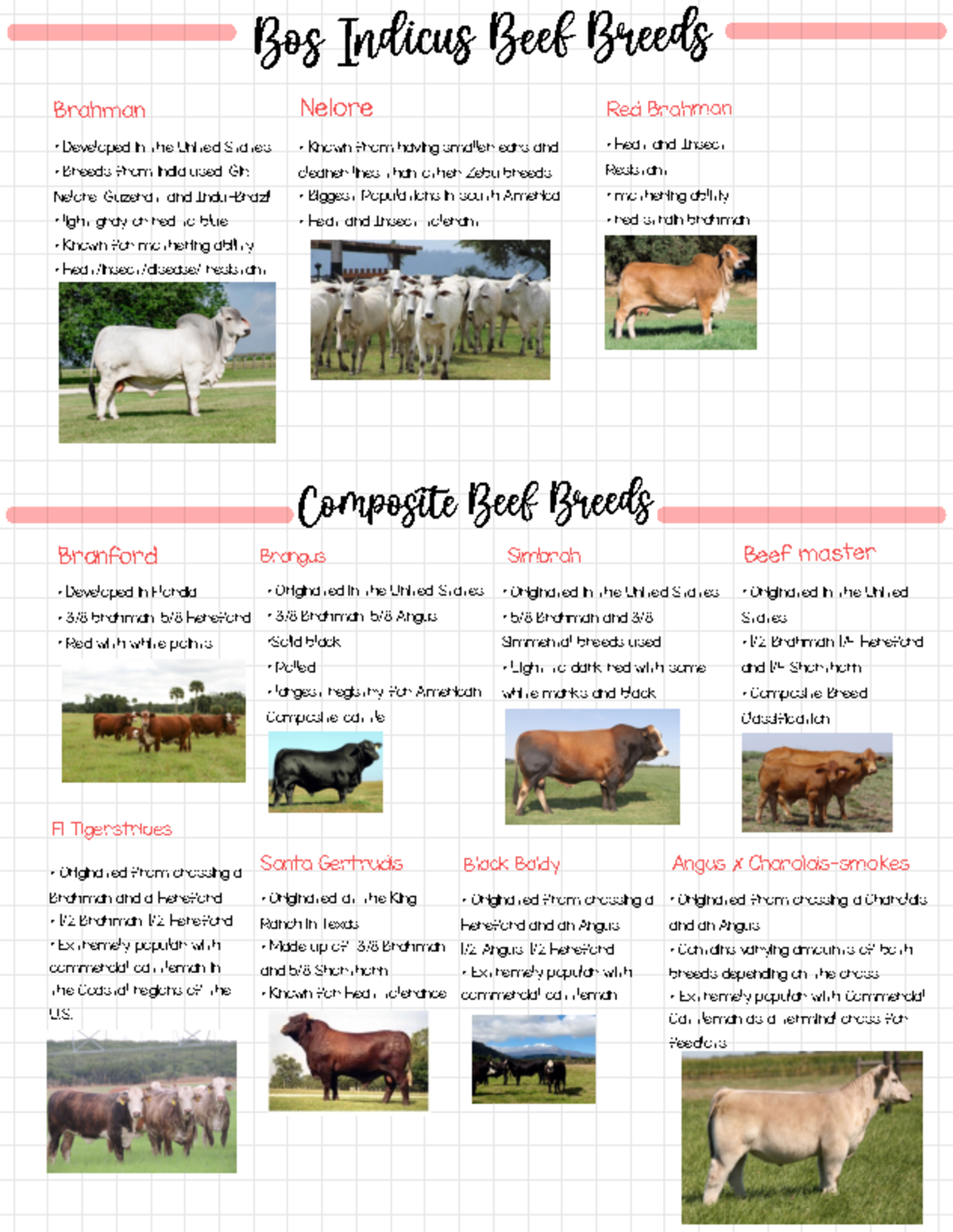 cattle breeds 20   Bos Indicus Beef Breeds Brahman Developed in the ...