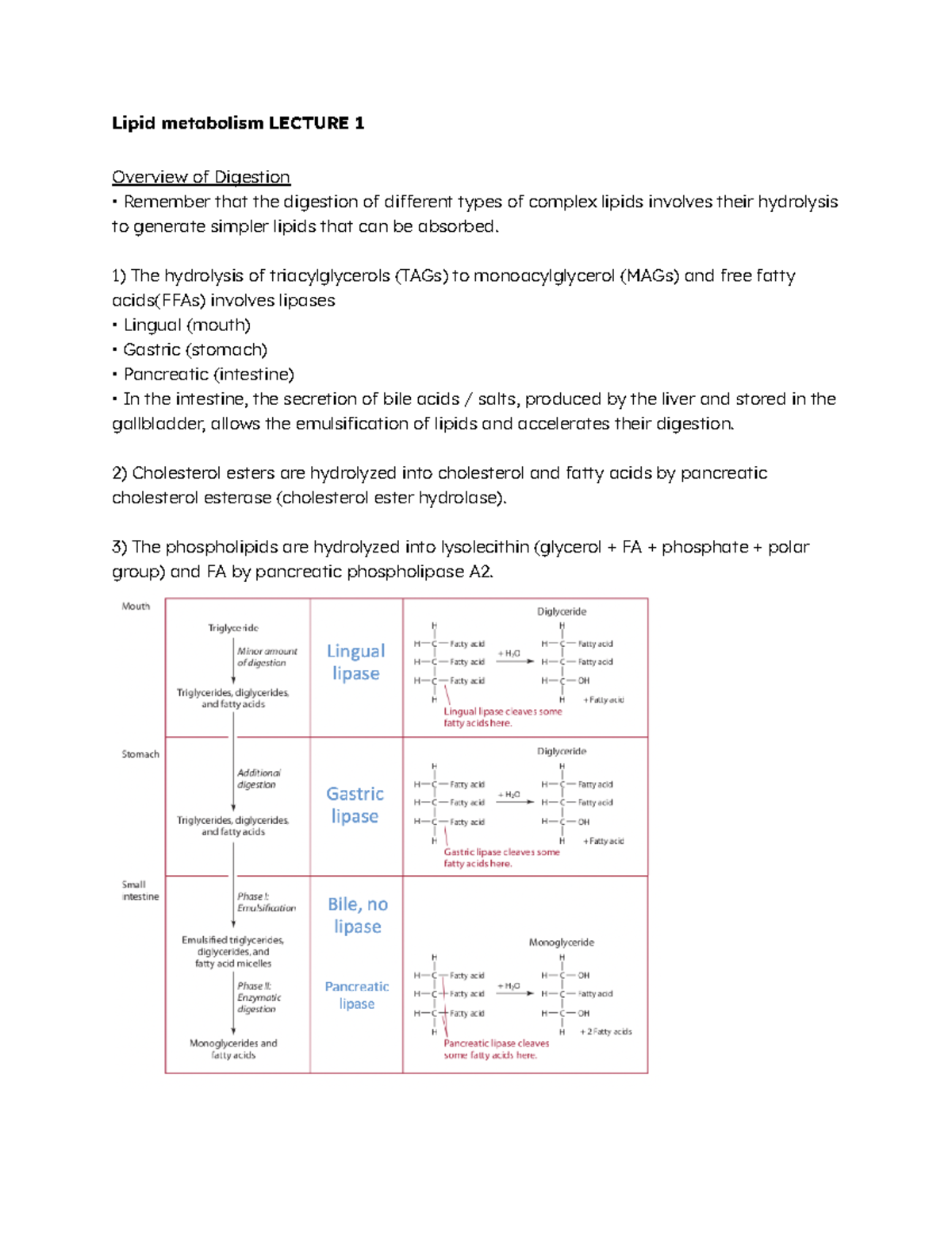 Lipid Metabolism Overview: Key Concepts from Lecture 1 - Studocu