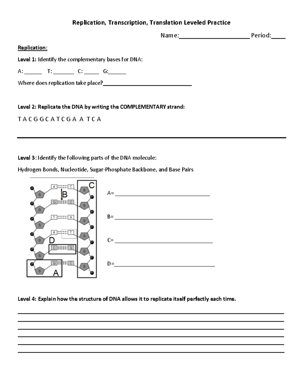Replication, Transcription, Translation Leveled Practice Guide - Studocu