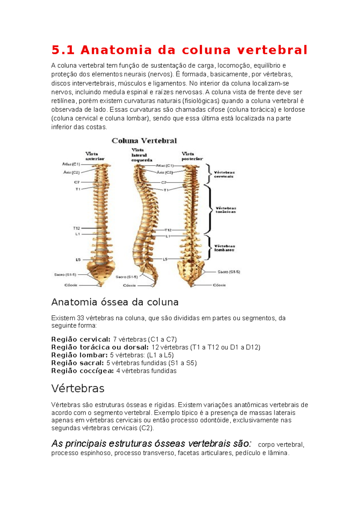5.1 Anatomia da Coluna Vertebral e Medula Espinal: Estruturas e Funções ...
