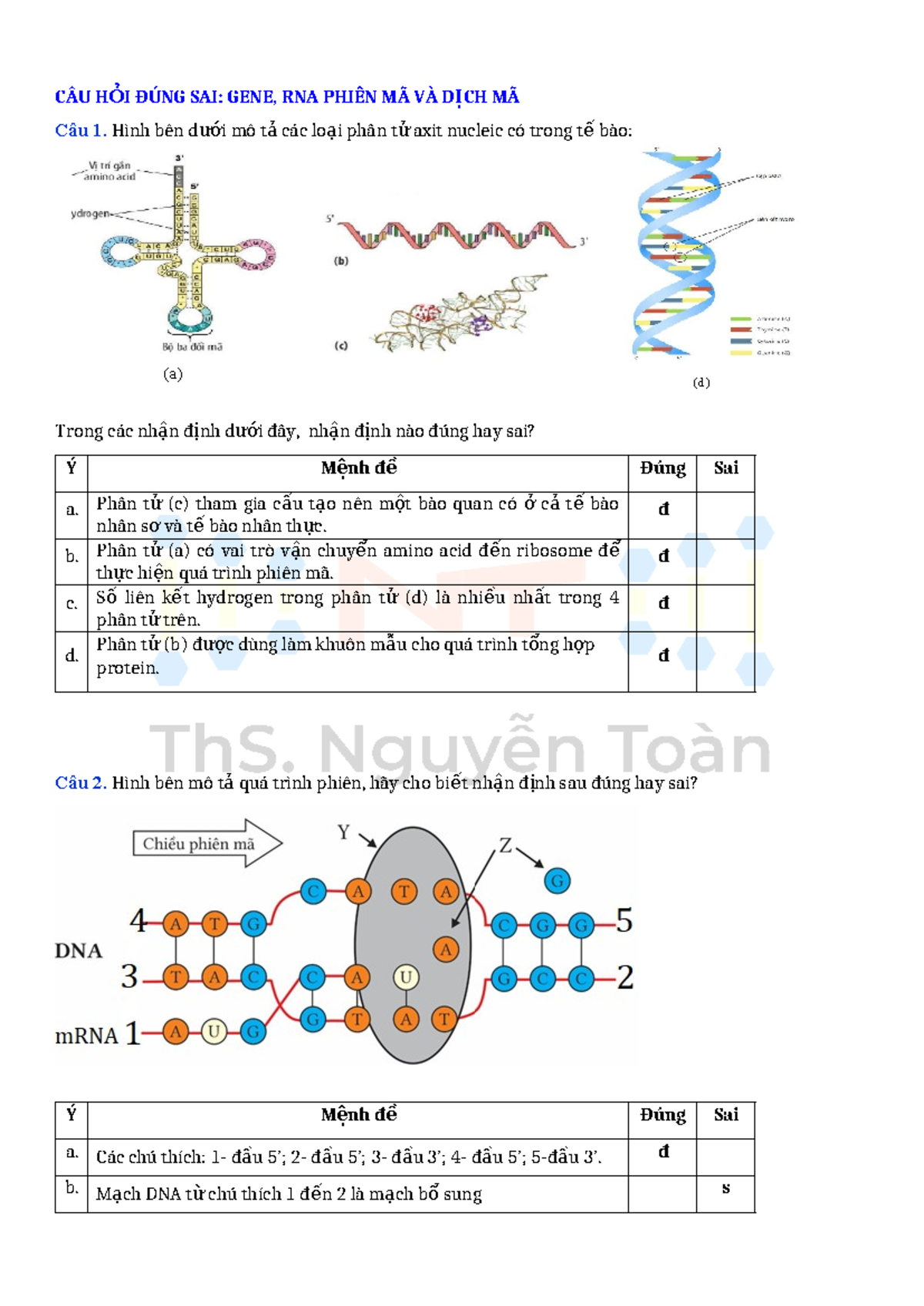 CÂU HỎI ĐÚNG SAI VỀ GENE, PHIÊN MÃ VÀ DỊCH MÃ (GENE 101) - Studocu