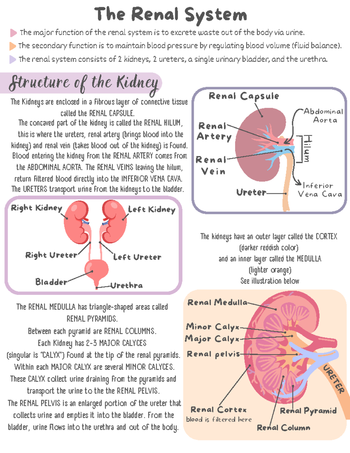 Renal System Study Guide: Functions, Structures, and Urine Production ...