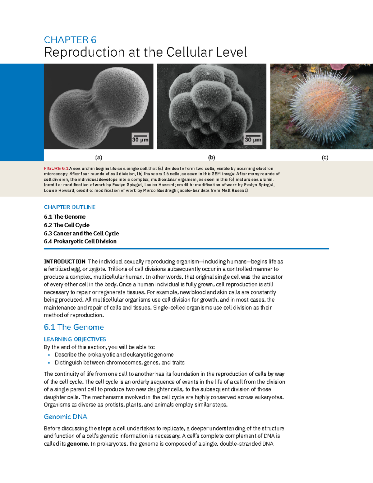 Cell Cycle and Division Mechanisms: Mitosis & Binary Fission Concepts ...