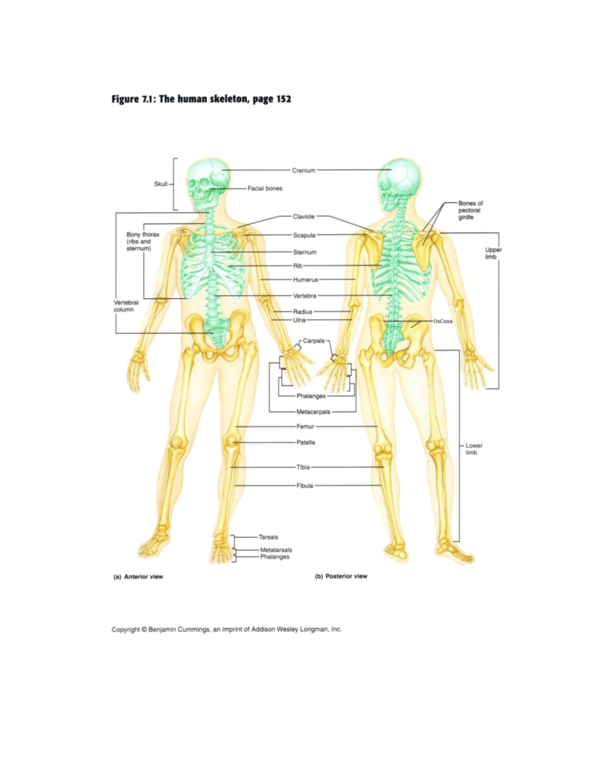 Basic Skeleton Overview: Human Skeletal Structure and Components - Studocu