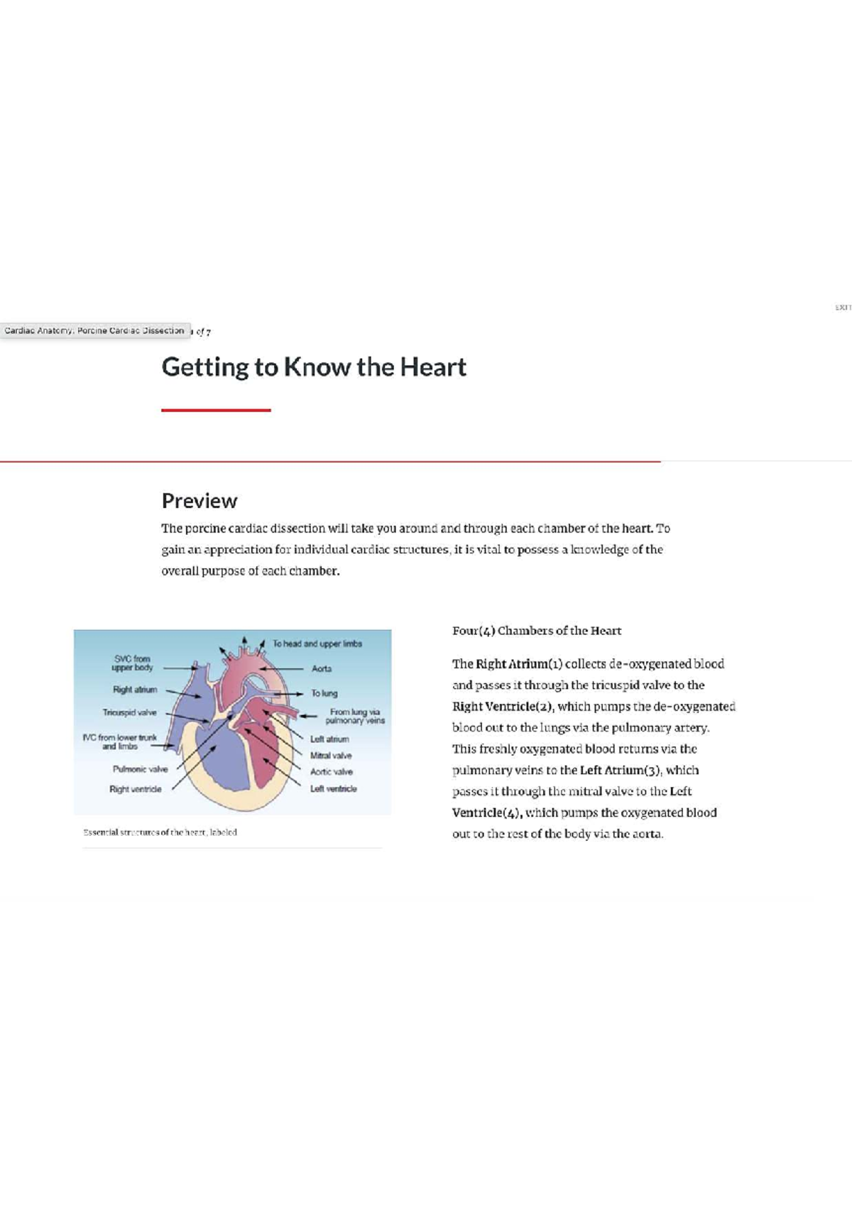 EXIT Cardiac Anatomy: Porcine Heart Dissection Overview - Studocu
