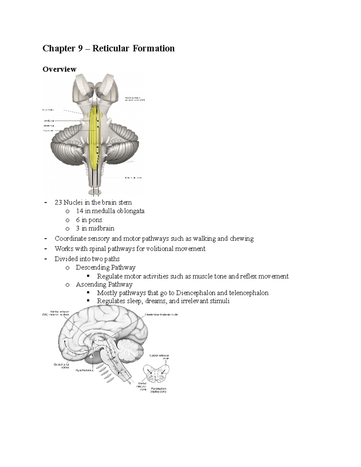 Lecture 9: Detailed Insights into the Reticular Formation - Studocu