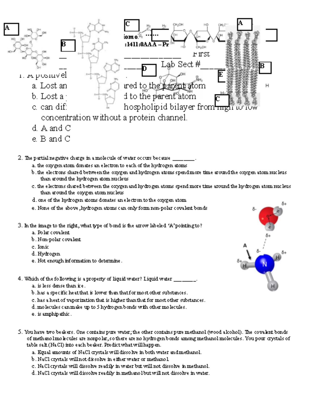Fo B+ Practice Exam 1: Biomolecules and Cells Review - Studocu