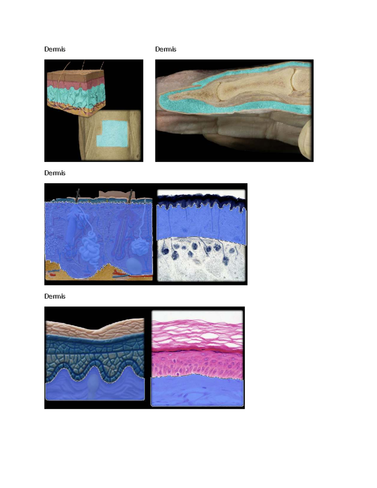 Lab #4 Integumentary System: Dermis and Epidermis Overview - Studocu
