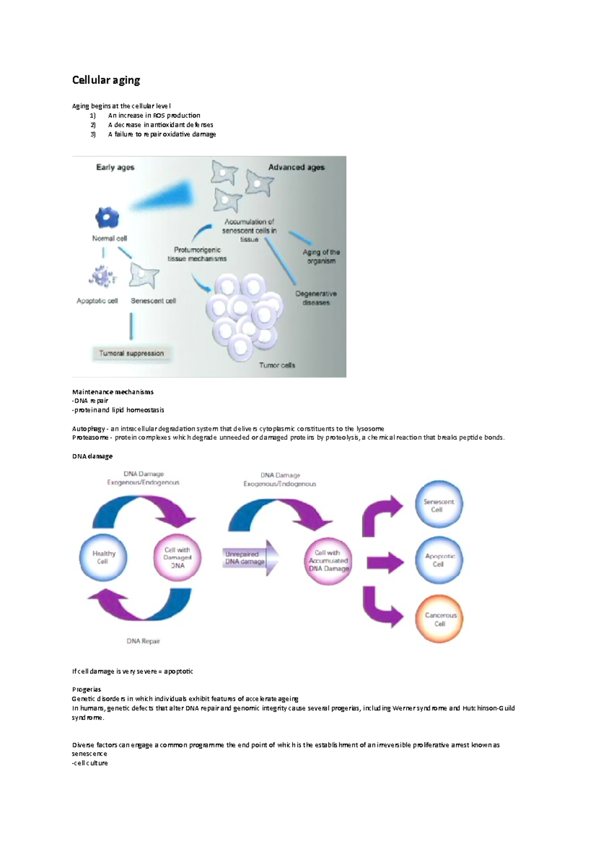 Cellular Aging: In-Depth Insights and Key Mechanisms - Studocu