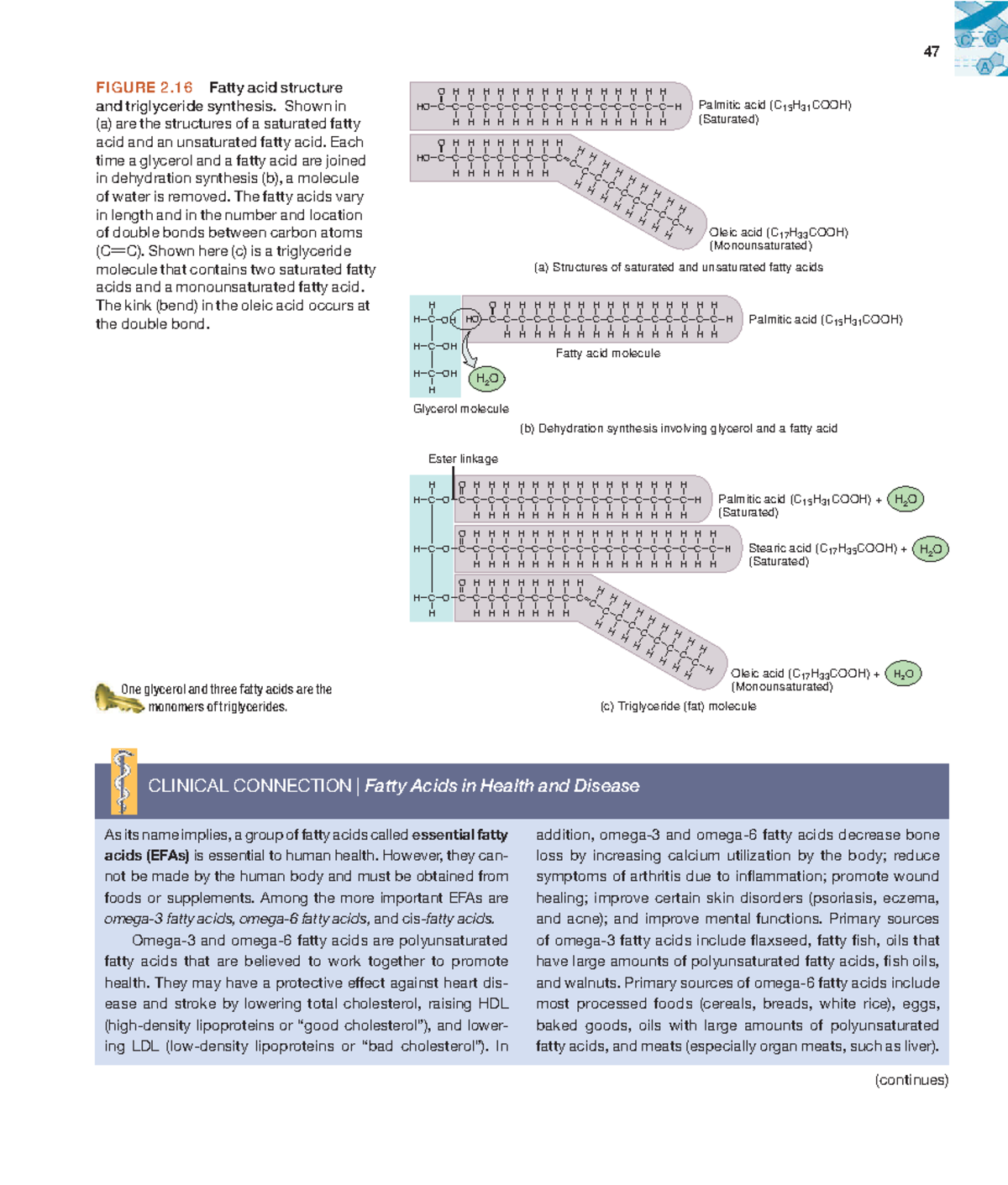 Anatomyandphy-33 - 47 FIGURE 2 Fatty acid structure and triglyceride ...