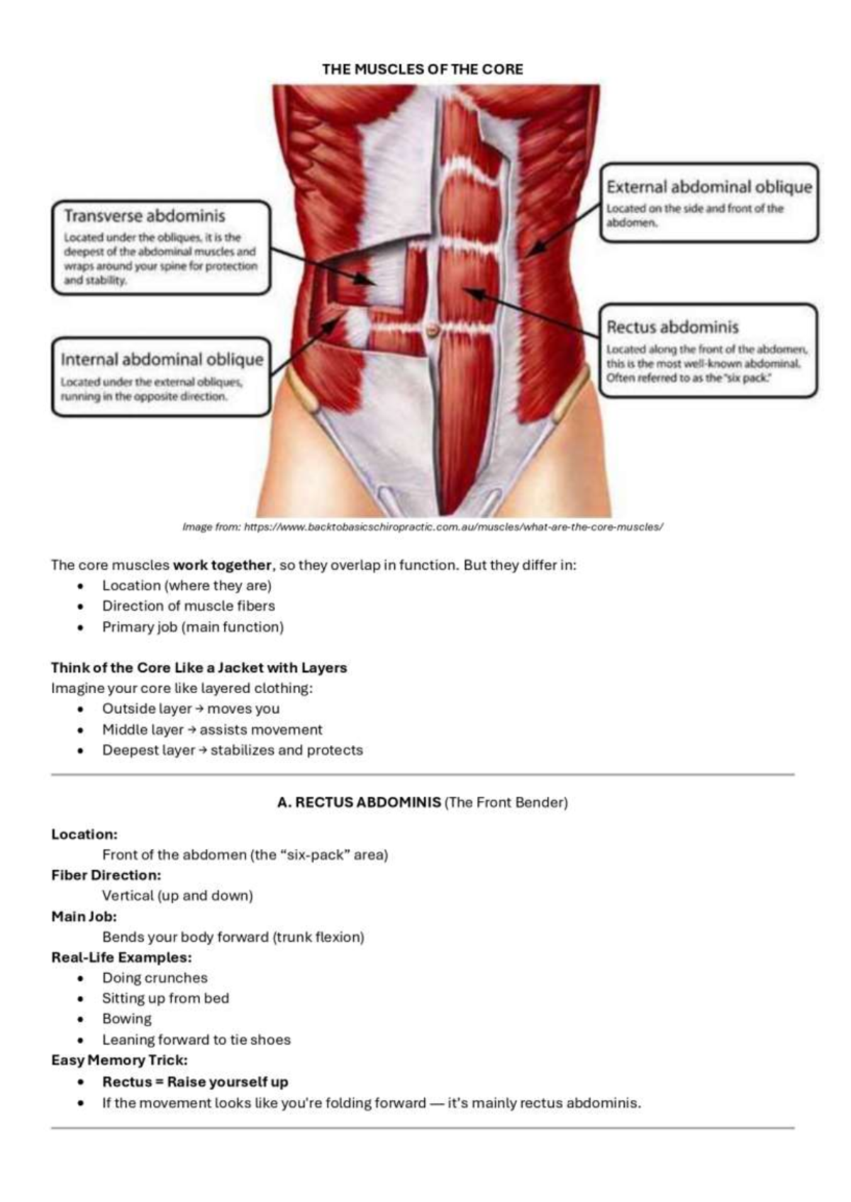 Path Fit Core Muscles Learning Guide: Understanding Core Anatomy - Studocu