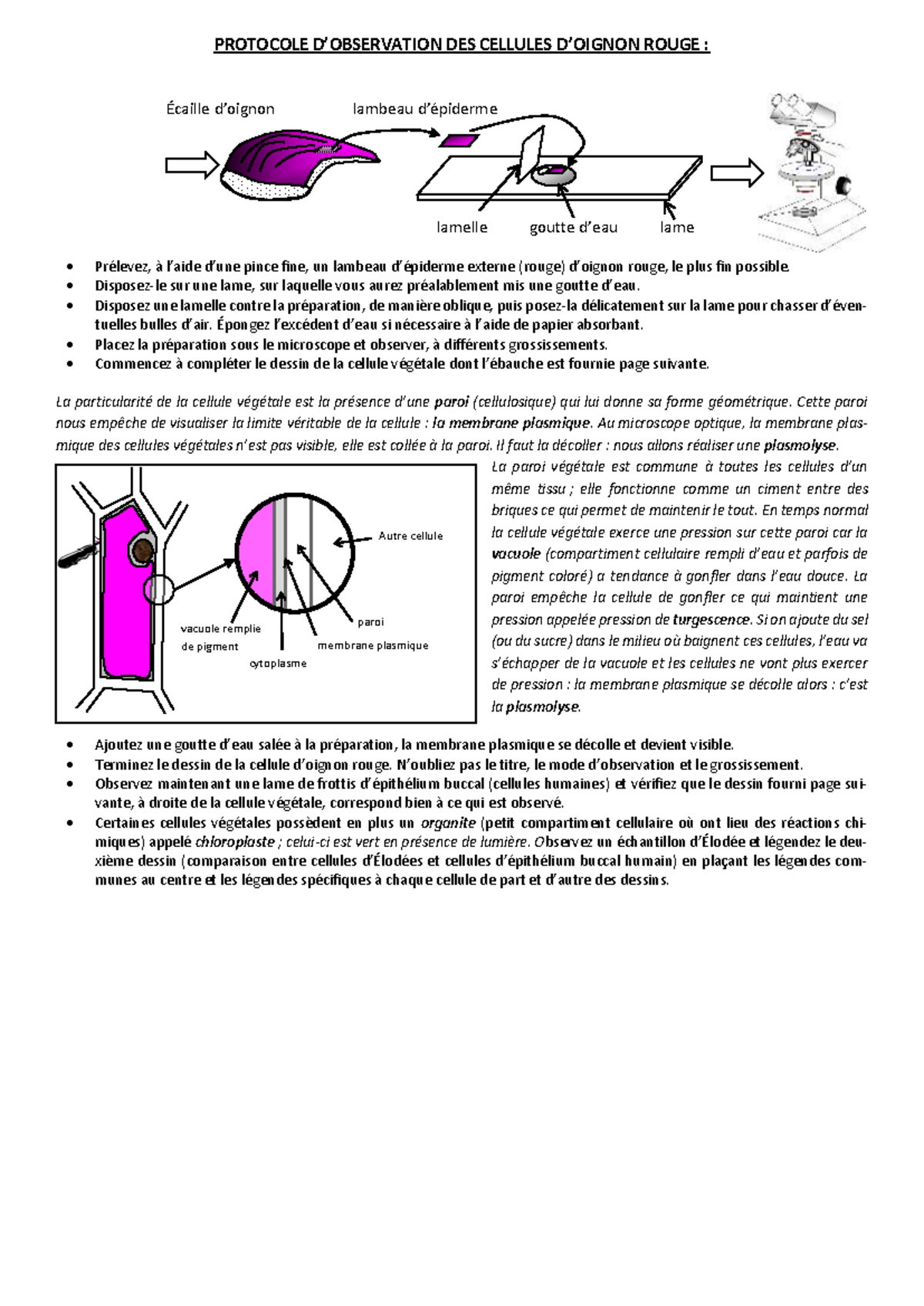 protocole-d-observation-plasmolyse-de-cellules-d-oignon-rouge-studocu