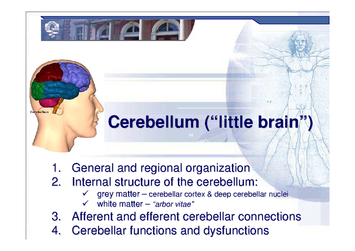 anatomia preparazione per l'esame - Cerebellum ( Cerebellum ...