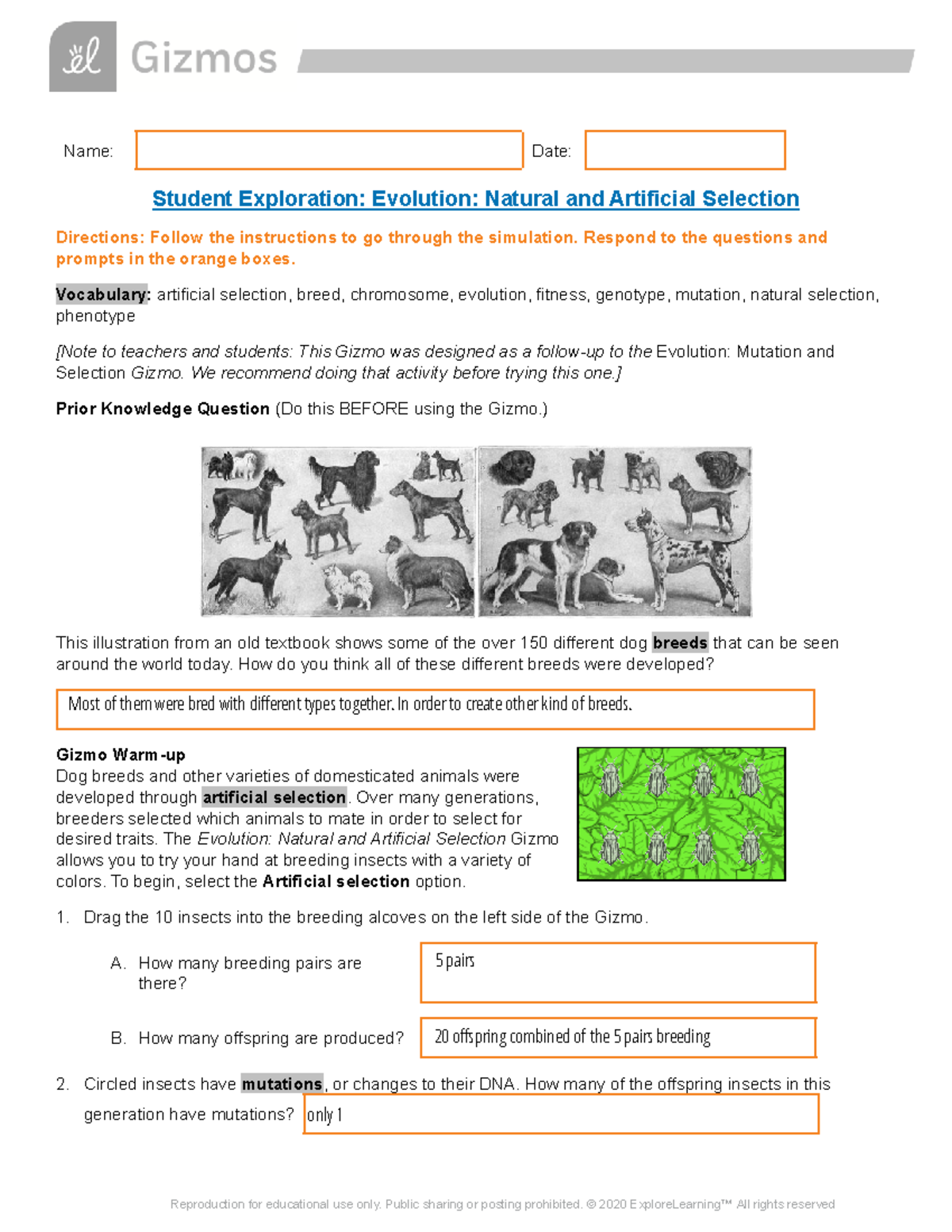 Evolution: Natural & Artificial Selection Worksheet (Gizmo) - Studocu
