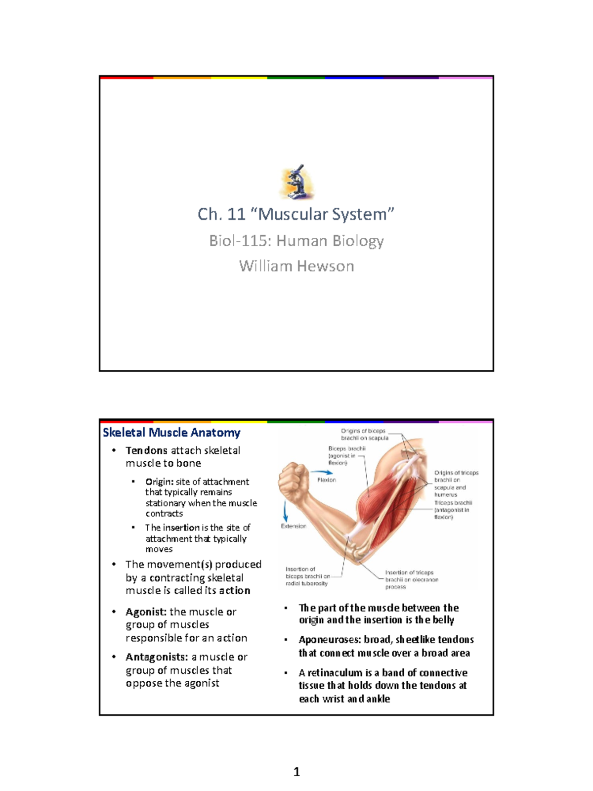 Bio 115 Ch. 11 Handout: Overview of Skeletal Muscle Anatomy - Studocu
