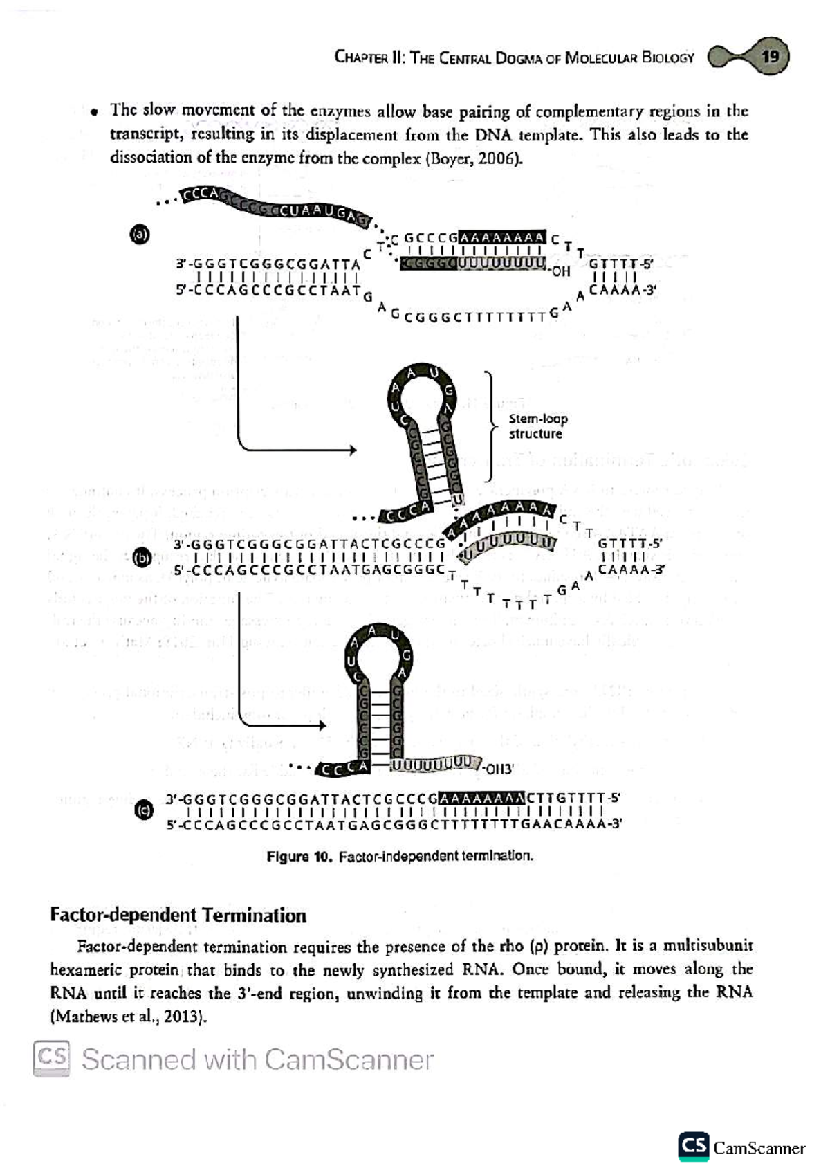 CHAPTER II: THE CENTRAL DOGMA OF MOLECULAR BIOLOGY - Key Concepts and ...