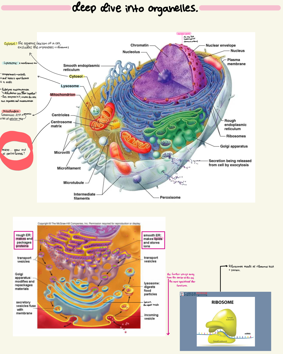 Deep Dive into Organelles: Structure and Function Analysis - Studocu
