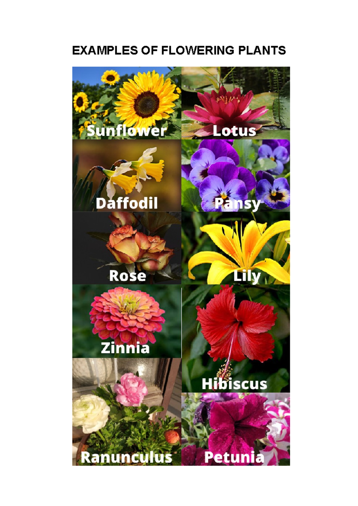 Examples OF Flowering Plants - Technology and Livelihood Education - EXAMPLES OF FLOWERING ...