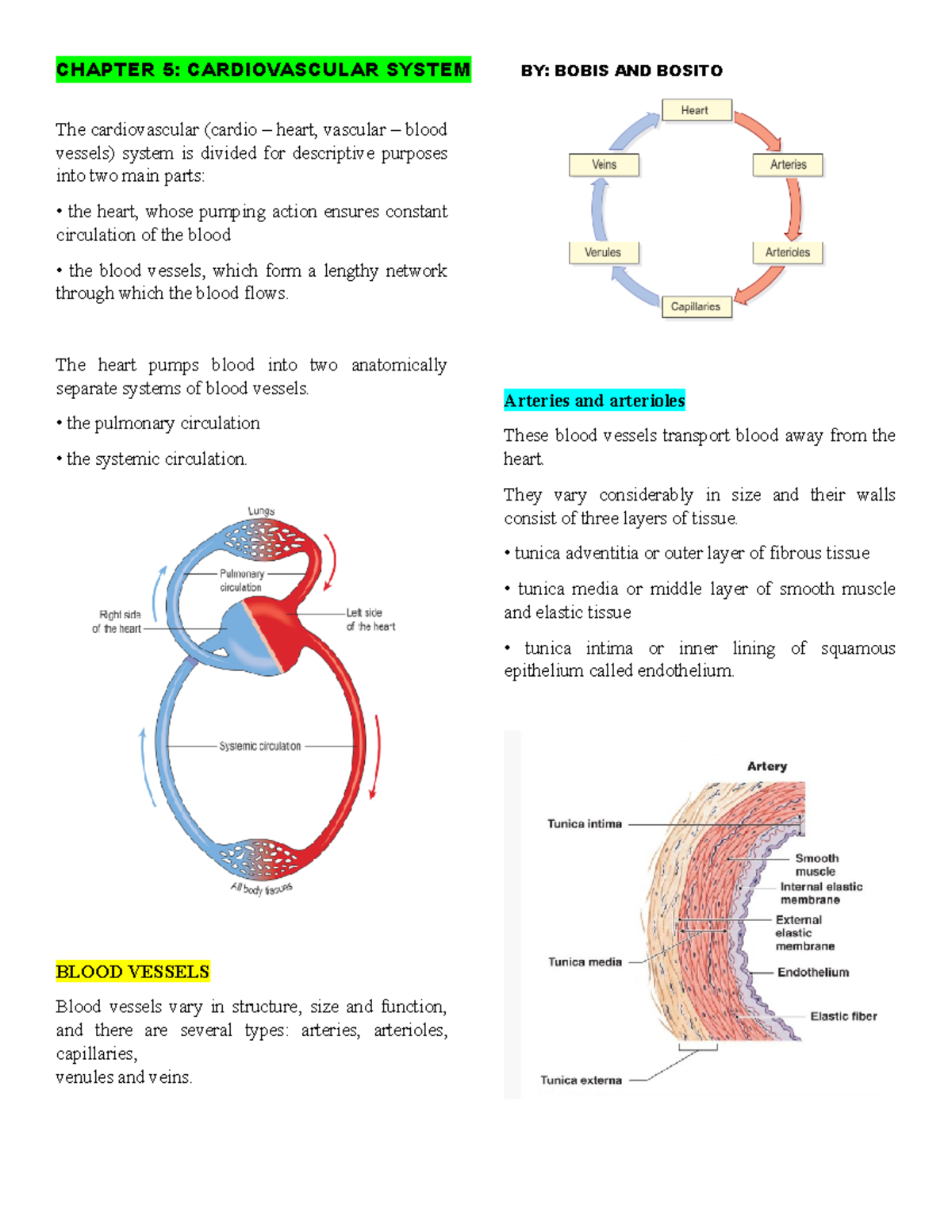 Cardiovascular System: Comprehensive Handouts & Highlights for Study ...