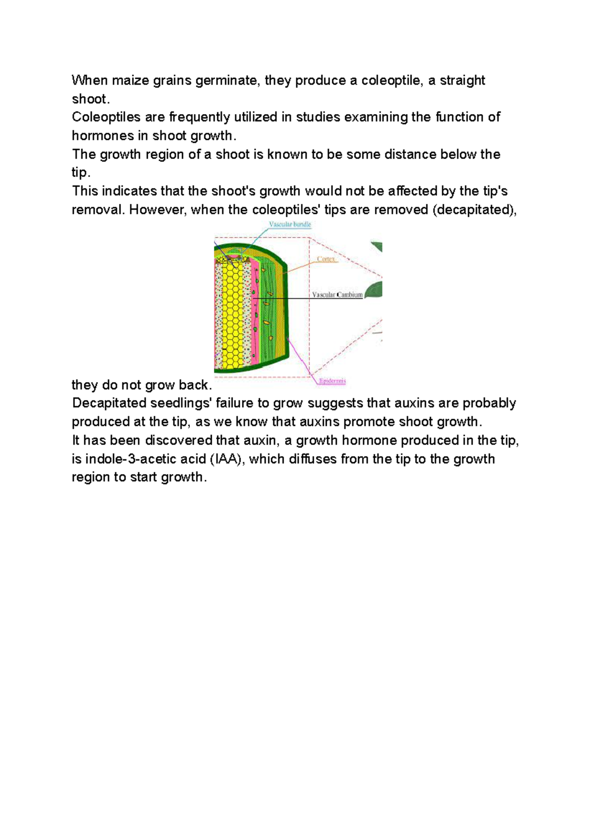 BIO 101 Chapter 3: Coleoptiles, Auxins, and Plant Tropic Responses ...