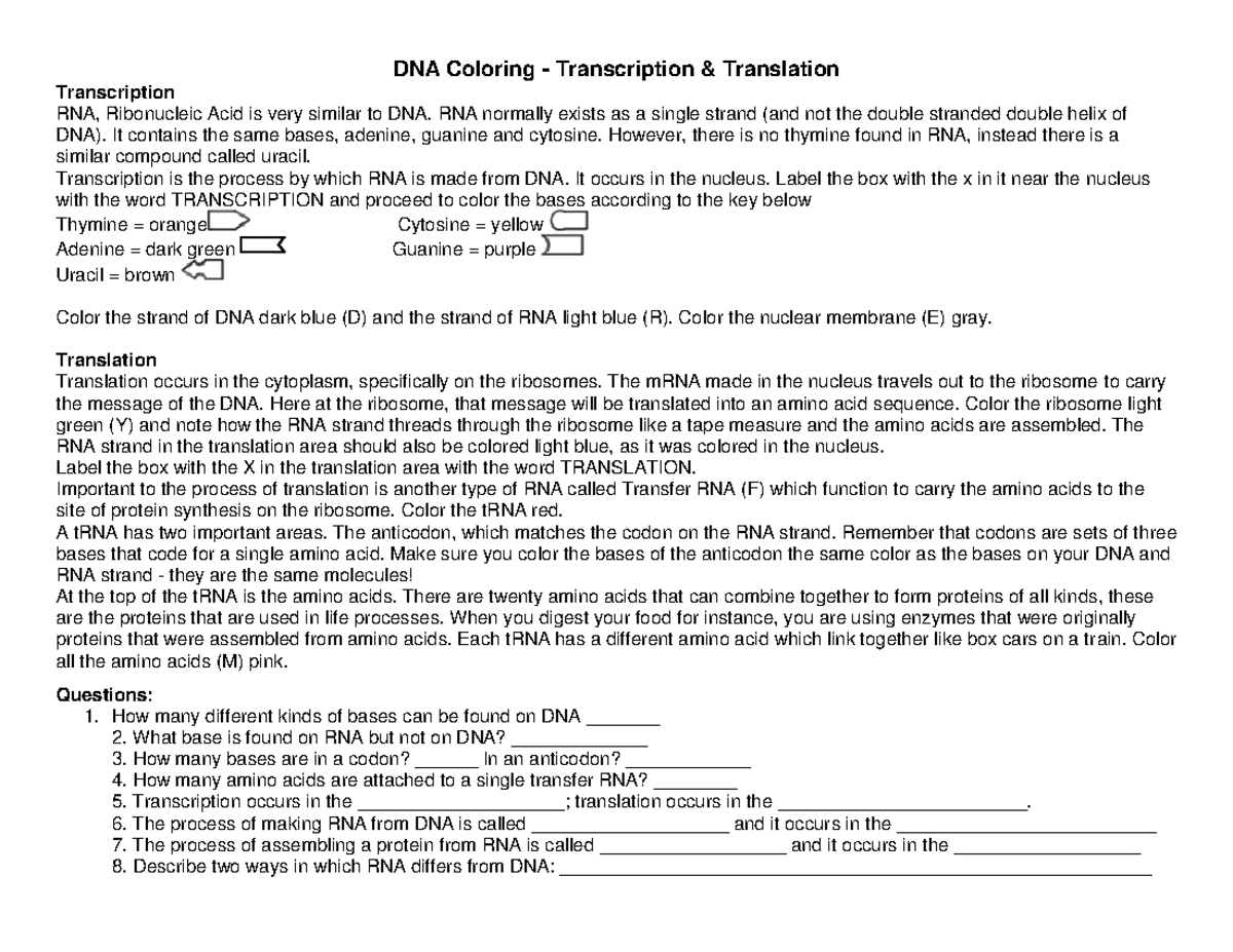 Transcription and Translation Coloring Guide for RNA and DNA - Studocu