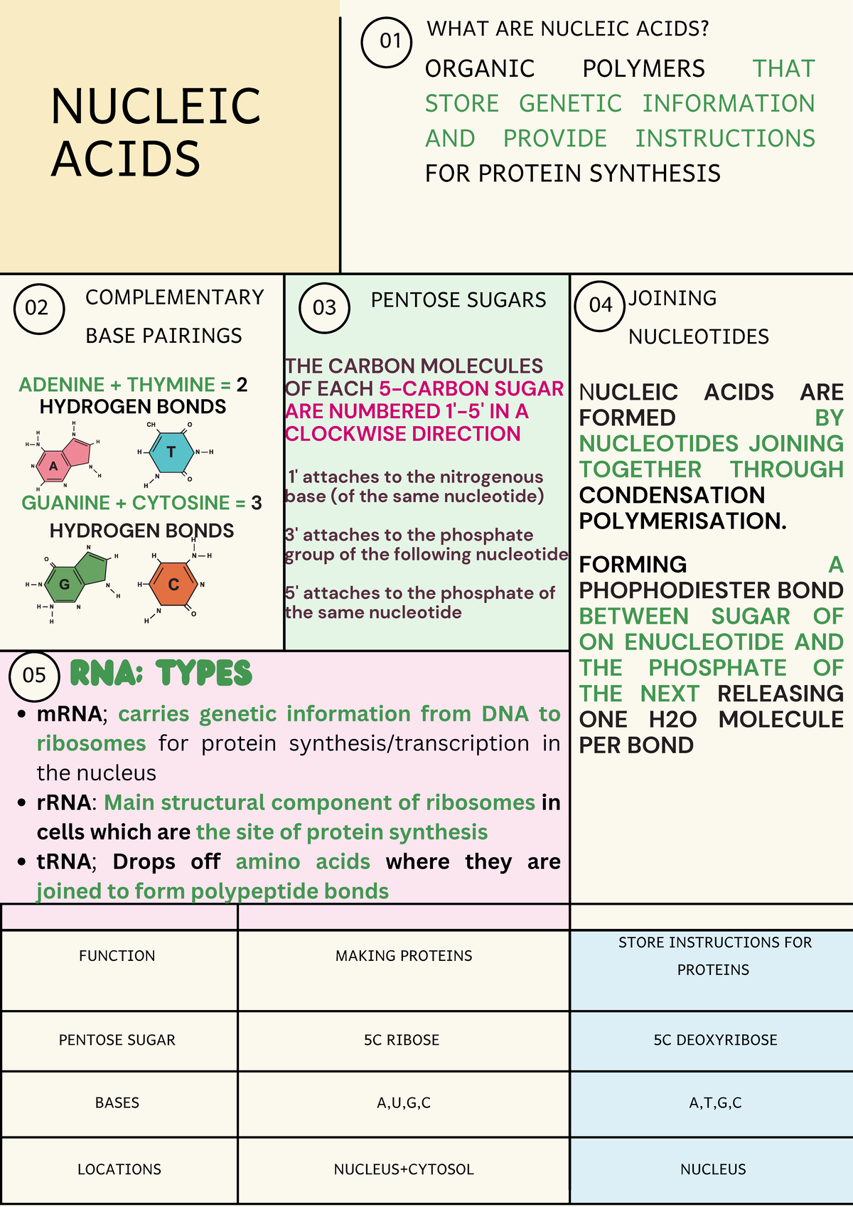 Nucleic Acids: Structure, Function, and Protein Synthesis Insights ...