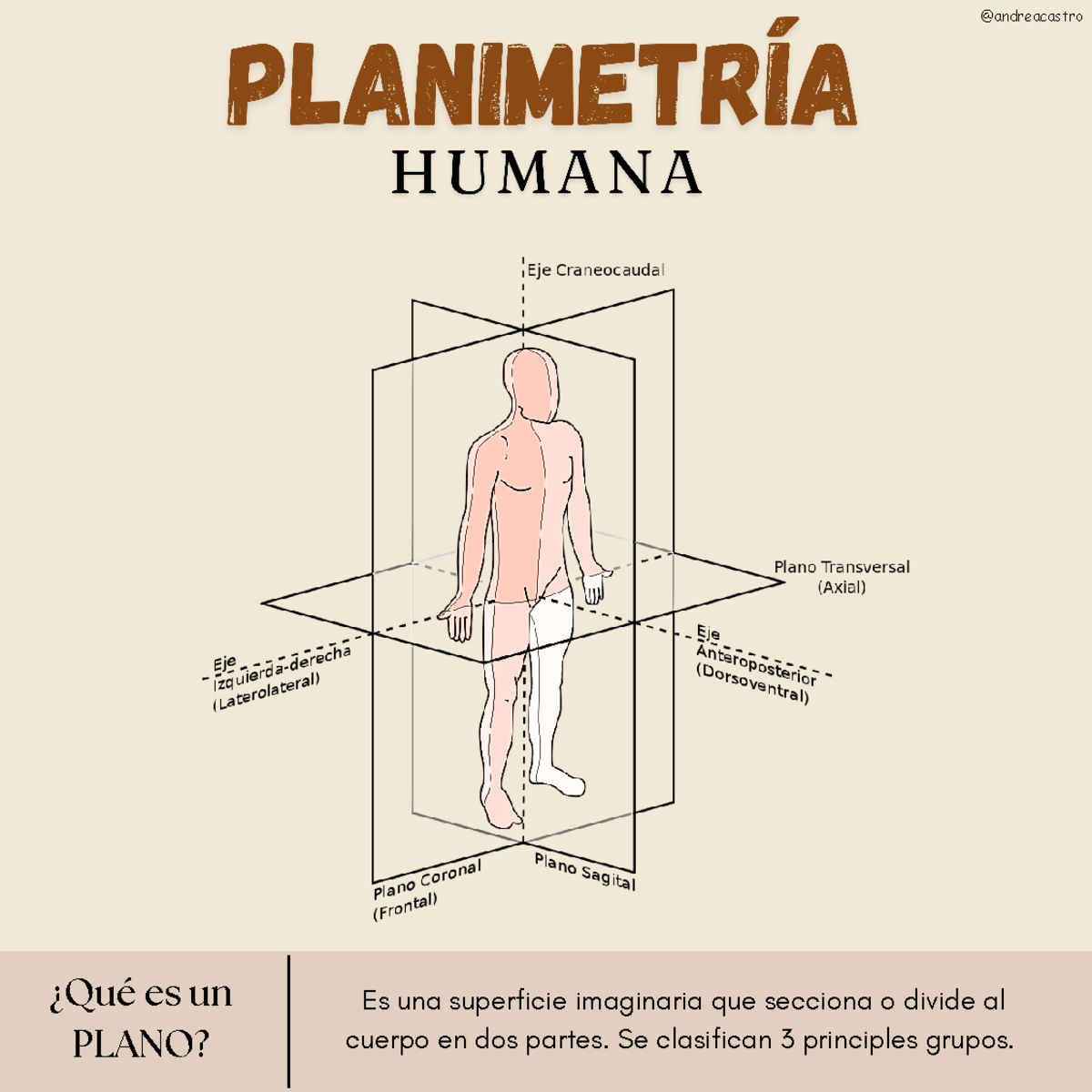 Aspectos Clave de la Planimetría: División del Cuerpo Humano - Document Preview