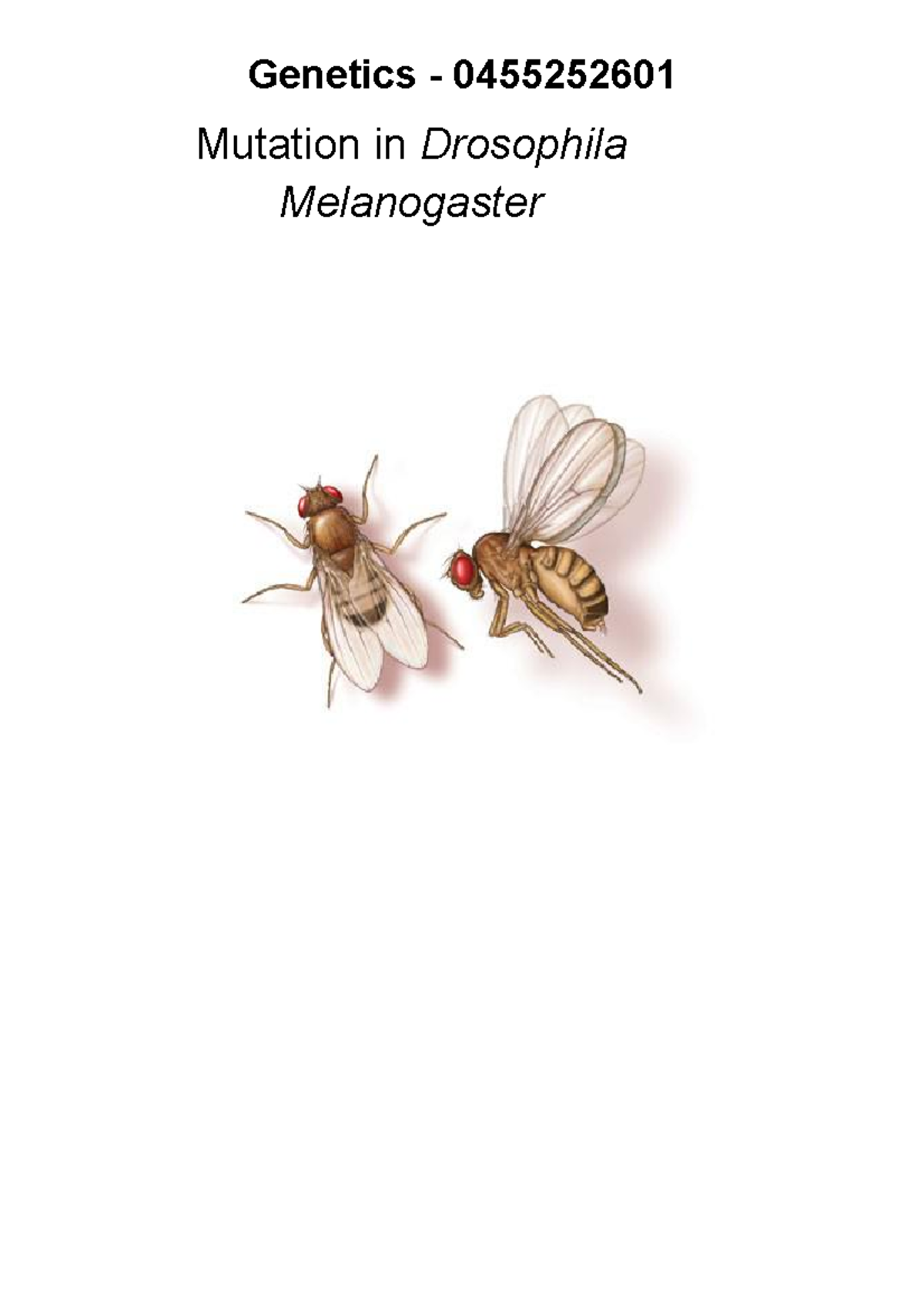 Genetics - 0455252601 - Study of Mutations in Drosophila Melanogaster ...