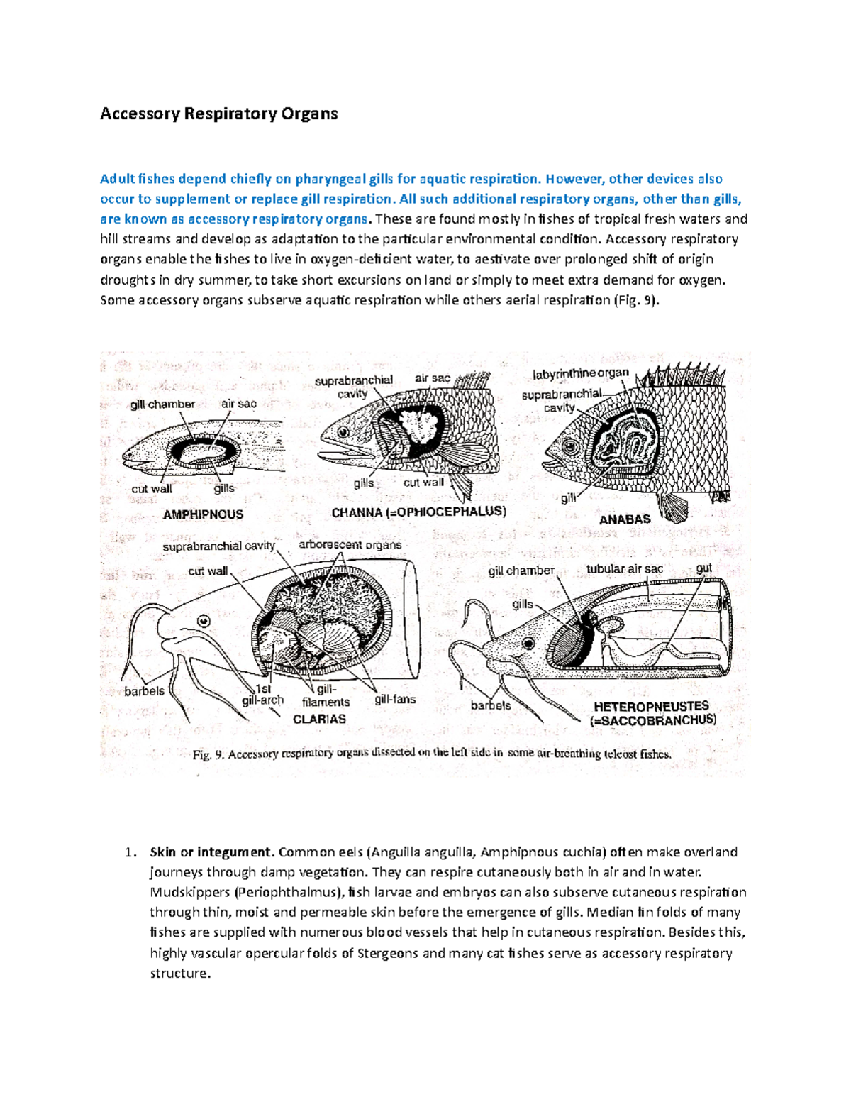 Accessory Respiratory Organs in Fishes: Adaptations to Oxygen Deficiency -  Studocu
