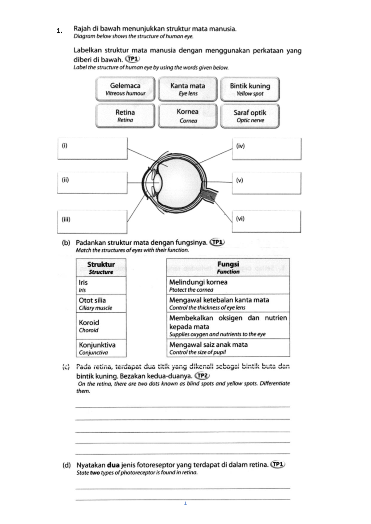 F3 C1 Human Eye Structure and Function Exercise - Studocu