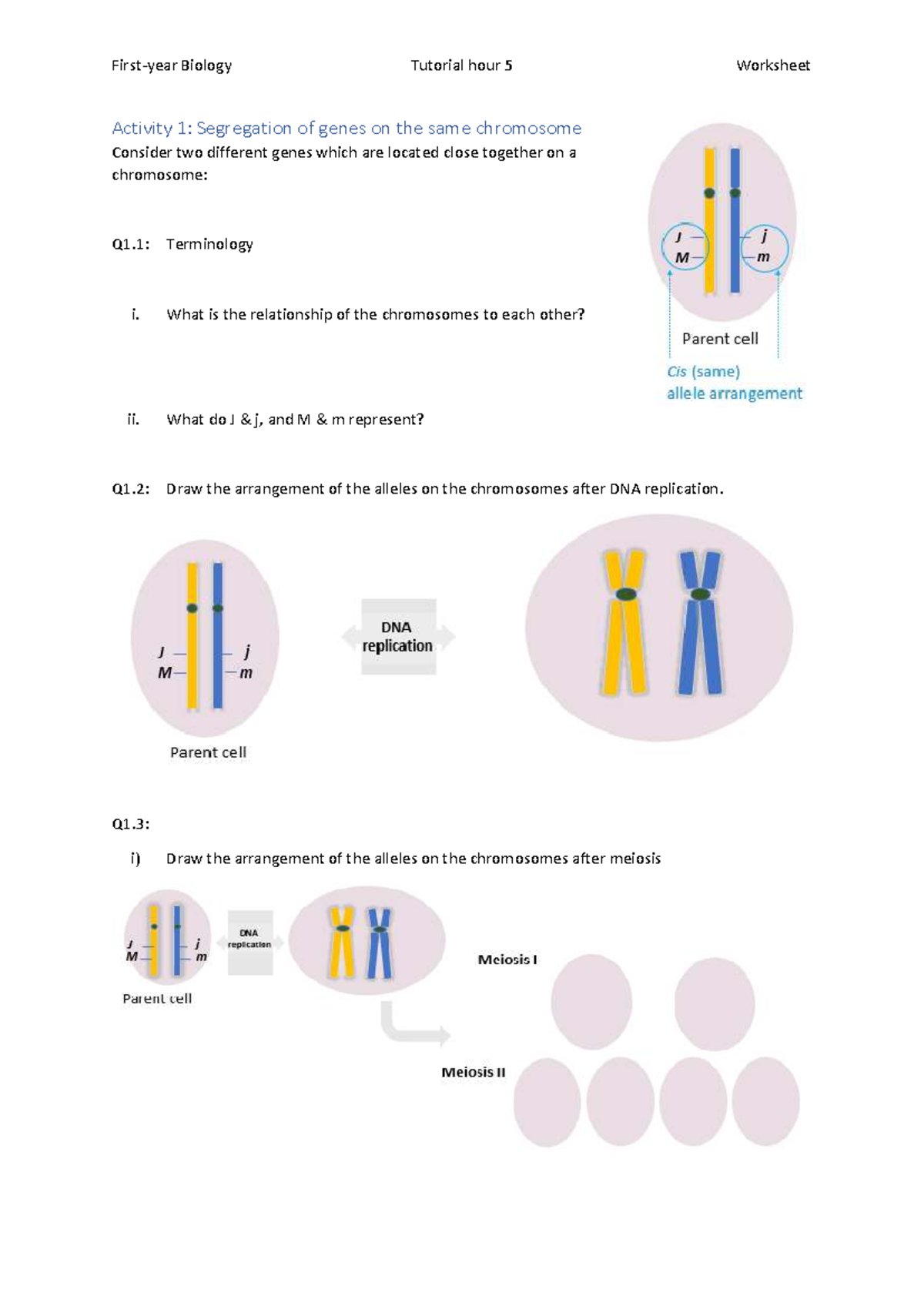 Biology 101: Tutorial Hour 5 - Gene Segregation Activities - Studocu