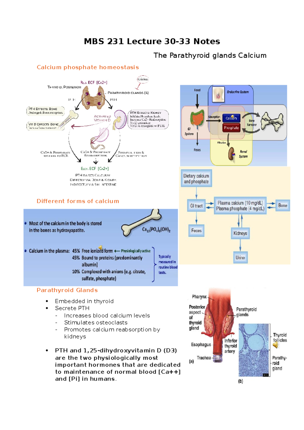 MBS 231 Lecture 30-33 Notes on Parathyroid Glands & Calcium Homeostasis ...