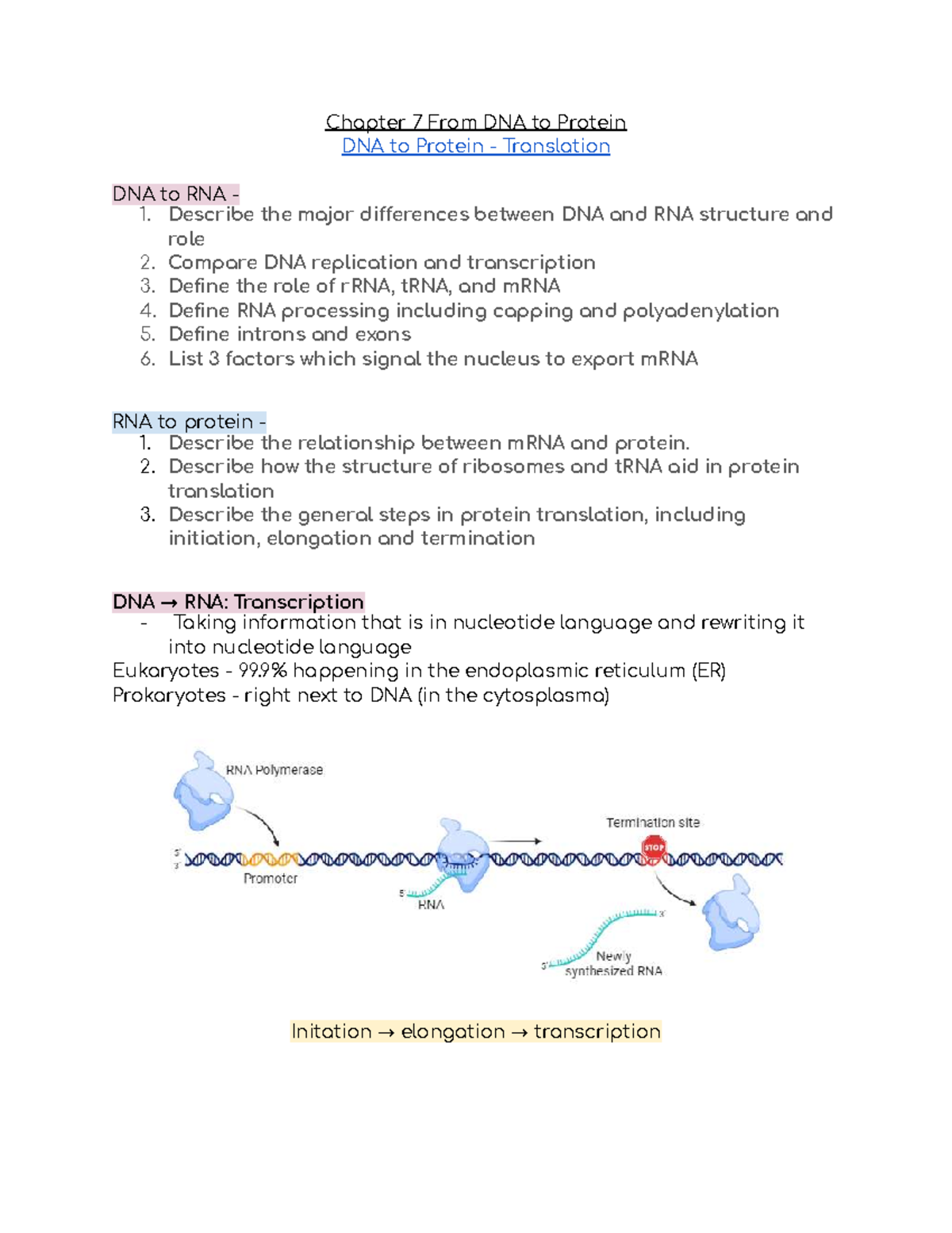 Chapter 7: From DNA to Protein - Translation Overview - Studocu
