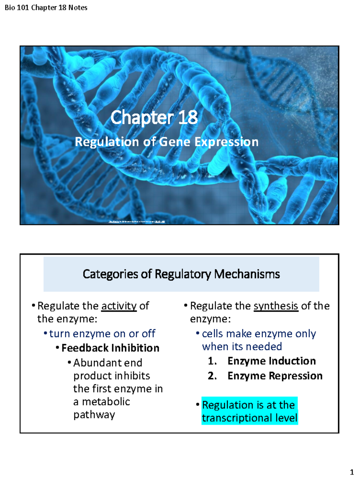 Bio 101 Chapter 18 Notes: Regulation of Gene Expression - Studocu