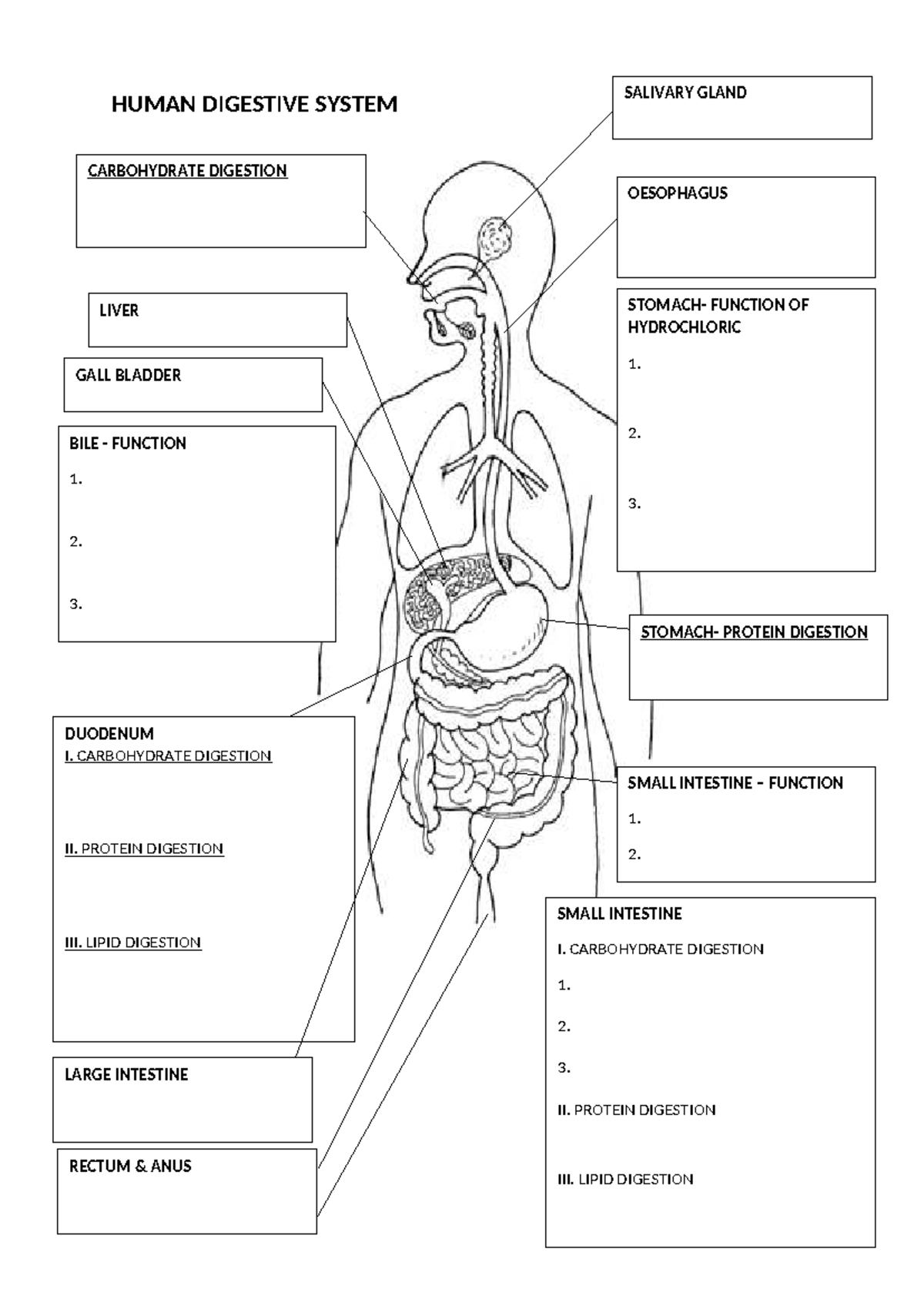 Human Digestive System- Structure - HUMAN DIGESTIVE SYSTEM CARBOHYDRATE ...