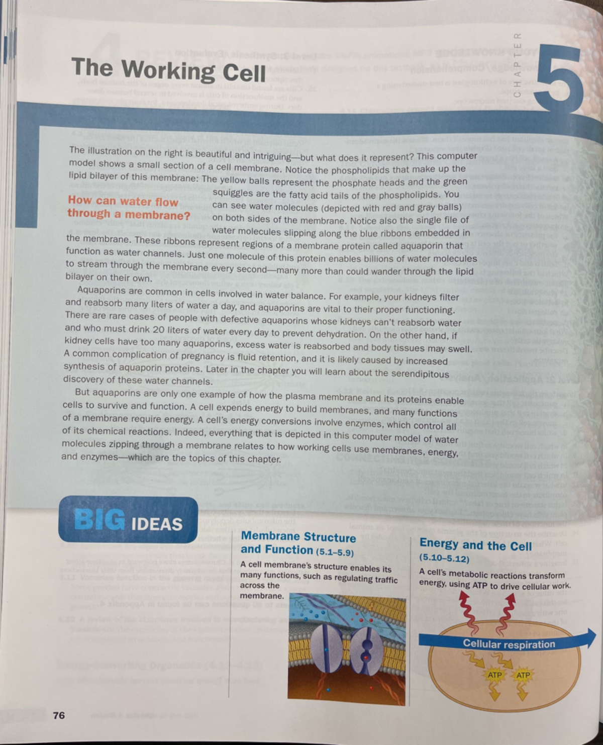 Final Exam Review Notes for Course XYZ 101 - The Working Cell 5 The ...