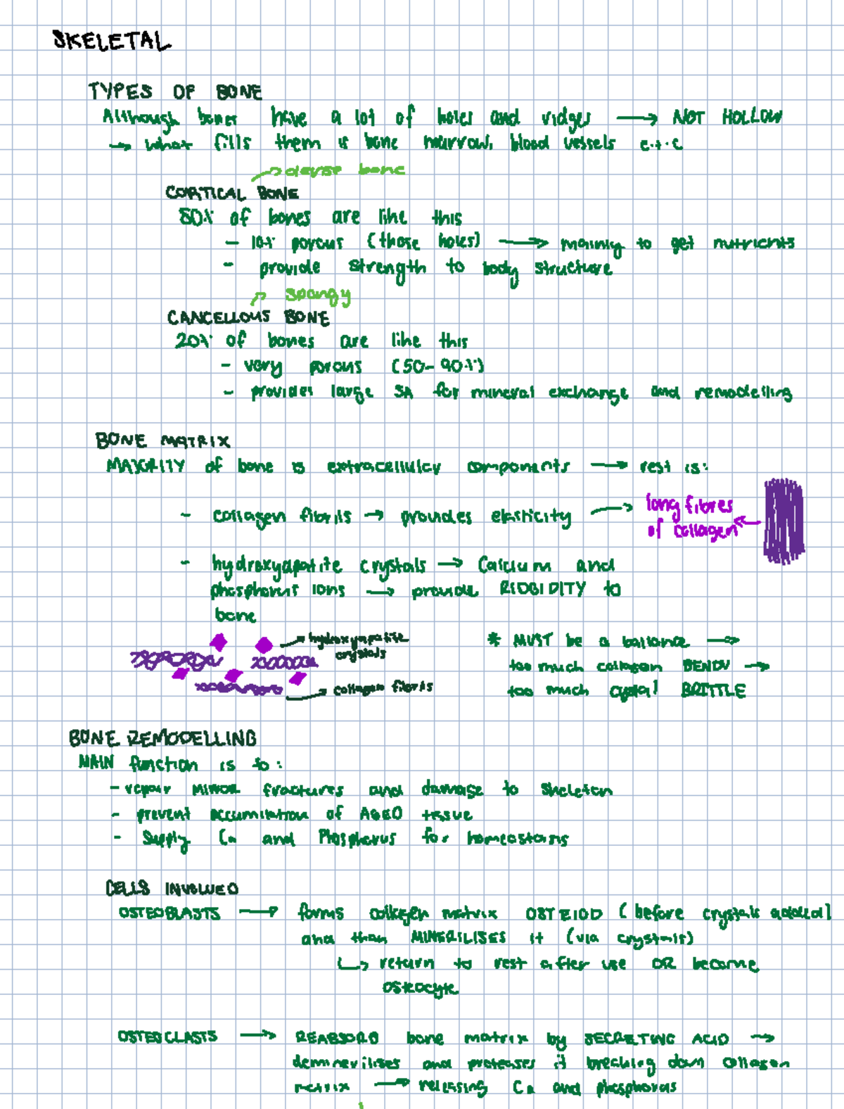 SKELETAL SYSTEM AND MUSCLE PHYSIOLOGY: MODULE 2 STUDY NOTES - Studocu