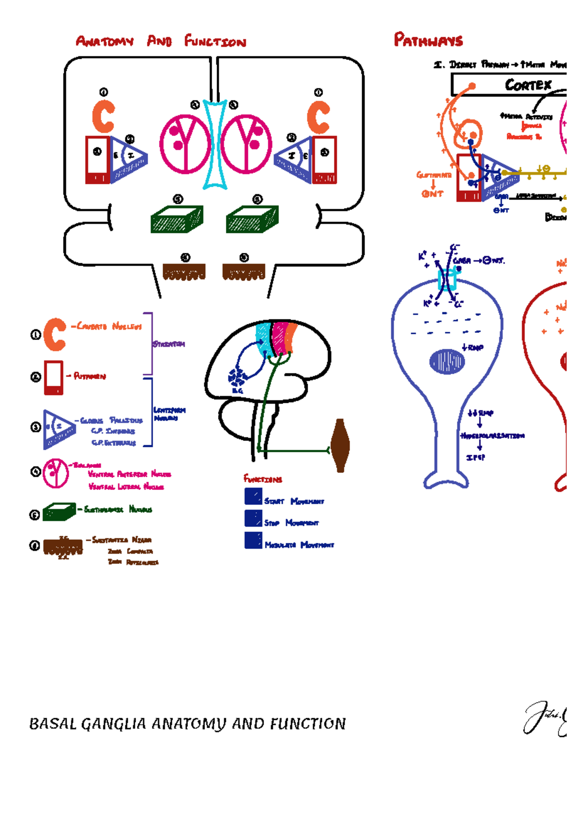 Basal Ganglia Anatomy & Function: Direct & Indirect Pathways I - Studocu