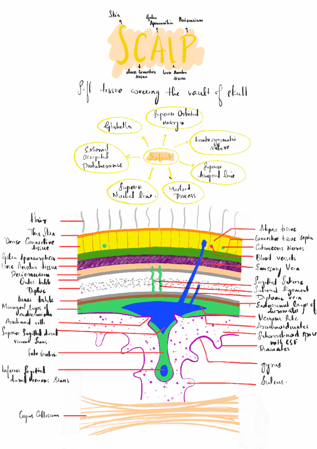 Scalp Anatomy and Function Notes - Course Code: 250406 - Studocu
