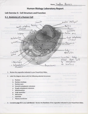 Lab Exercise 1 Human Biology Laboratory Report - Name: Jonathan ...