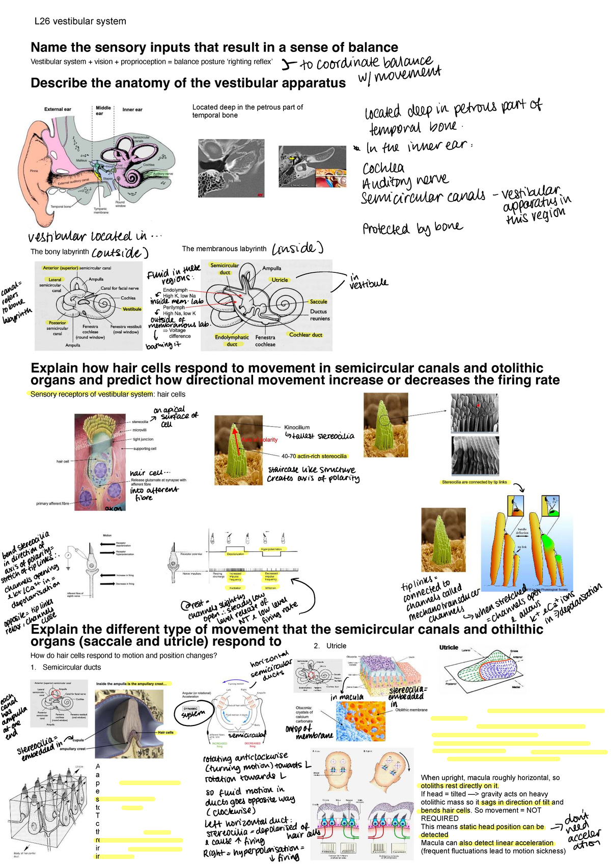 Hearing Lecture Notes: L26 Vestibular System and Sensory Inputs - Studocu