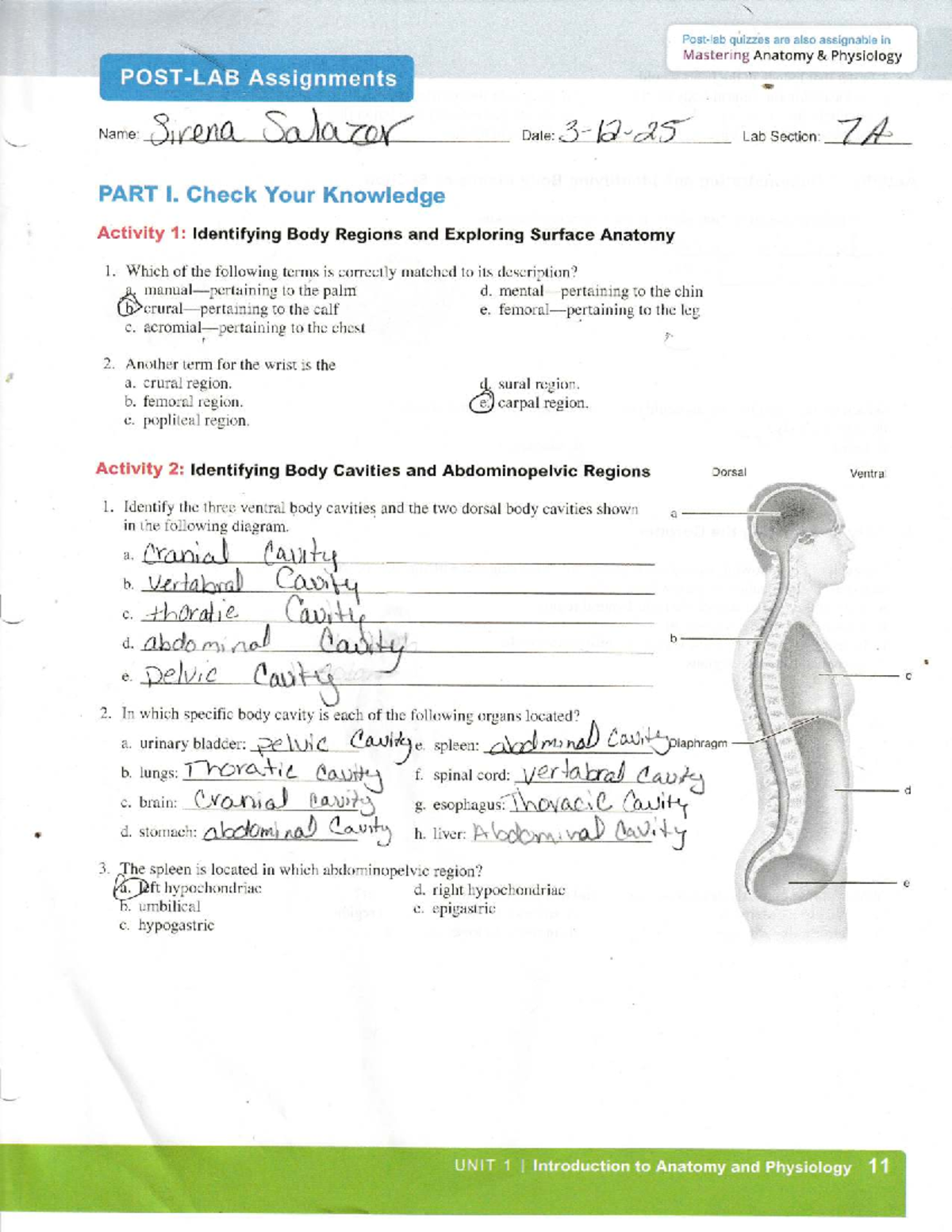 Post lab unit 1 - Mastering anatomy and physiology quizzes - Studocu