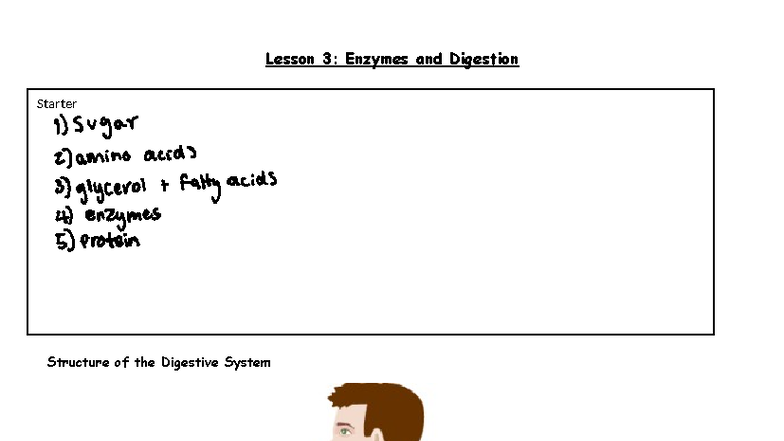 Lesson 3: Enzymes and Digestion in the Human Digestive System - Studocu