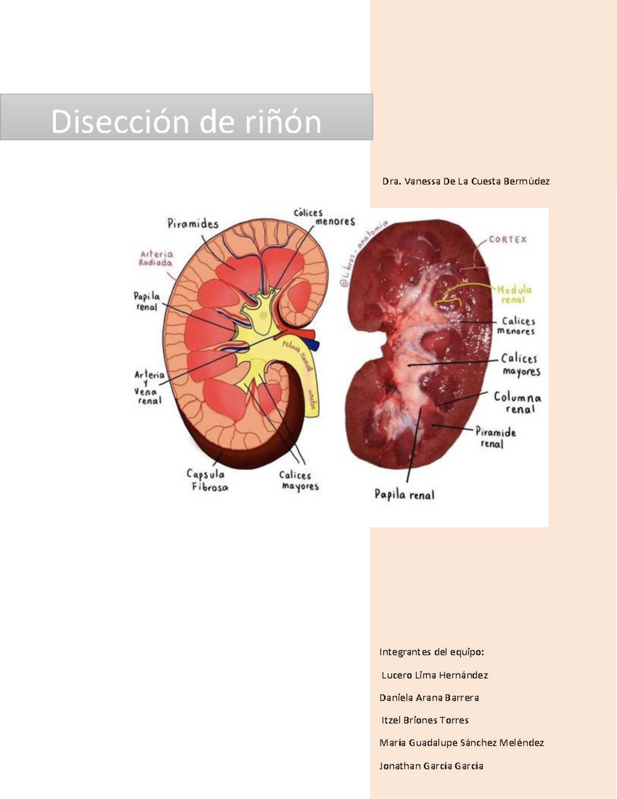Disección de riñón: Práctica de Anatomía y Fisiología 2023 - Studocu