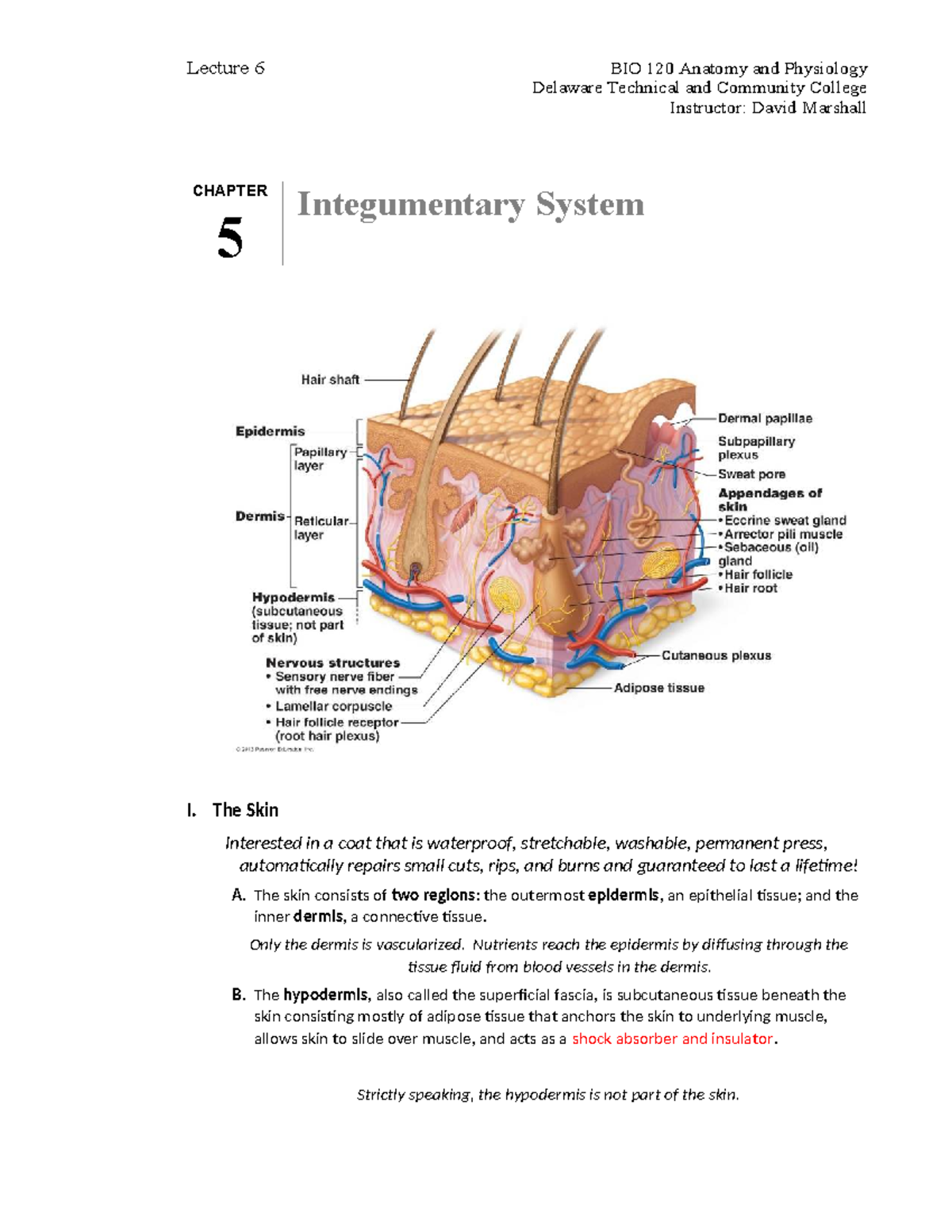 BIO 120 Lecture Notes: Overview of the Integumentary System - Studocu