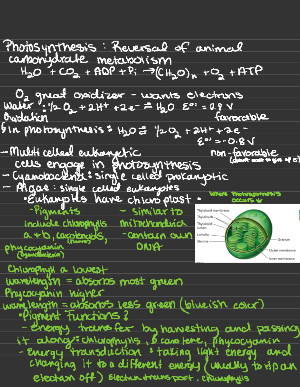 Photosynthesis Overview: Processes and Mechanisms Explained - Studocu